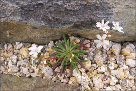 Lewisia leana.